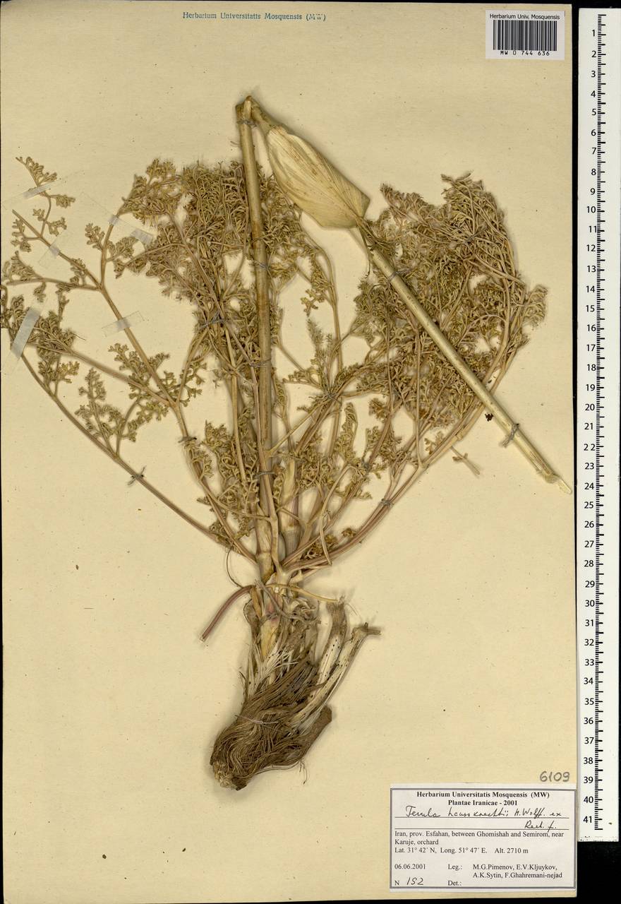 Ferula haussknechtii H.Wolff ex Rech.fil., South Asia, South Asia (Asia outside ex-Soviet states and Mongolia) (ASIA) (Iran)
