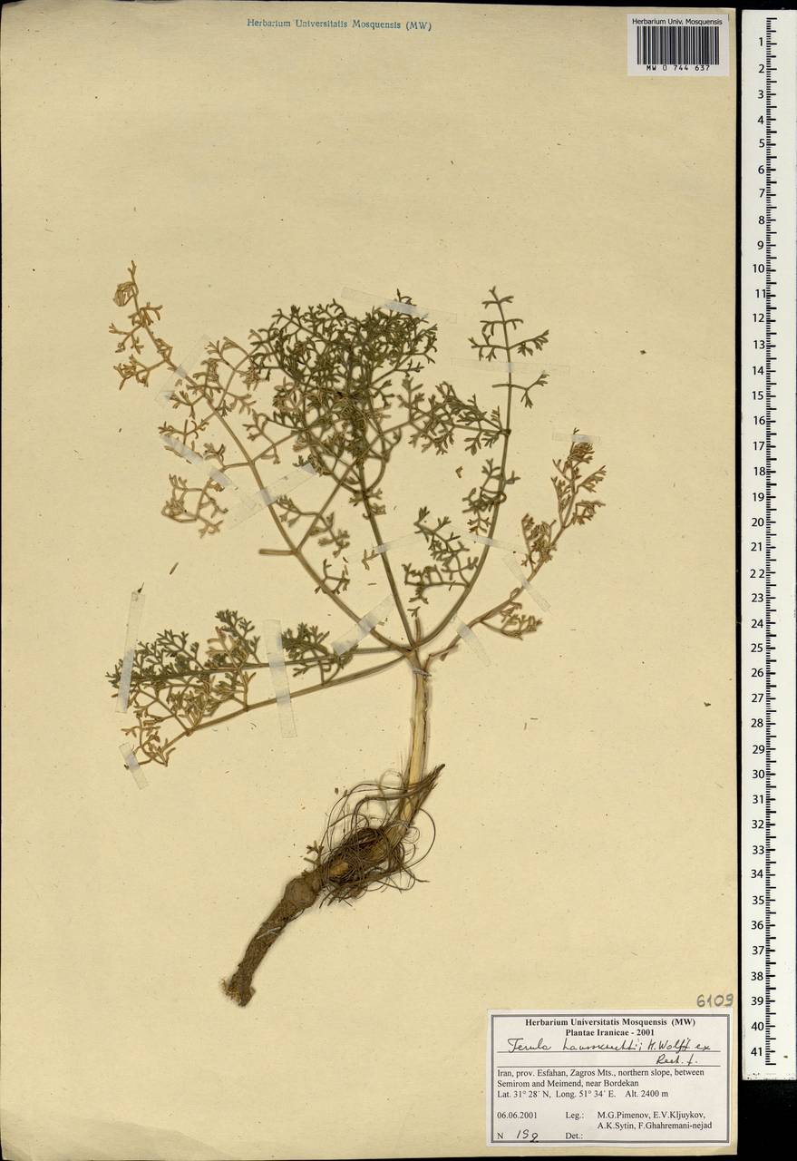 Ferula haussknechtii H.Wolff ex Rech.fil., South Asia, South Asia (Asia outside ex-Soviet states and Mongolia) (ASIA) (Iran)