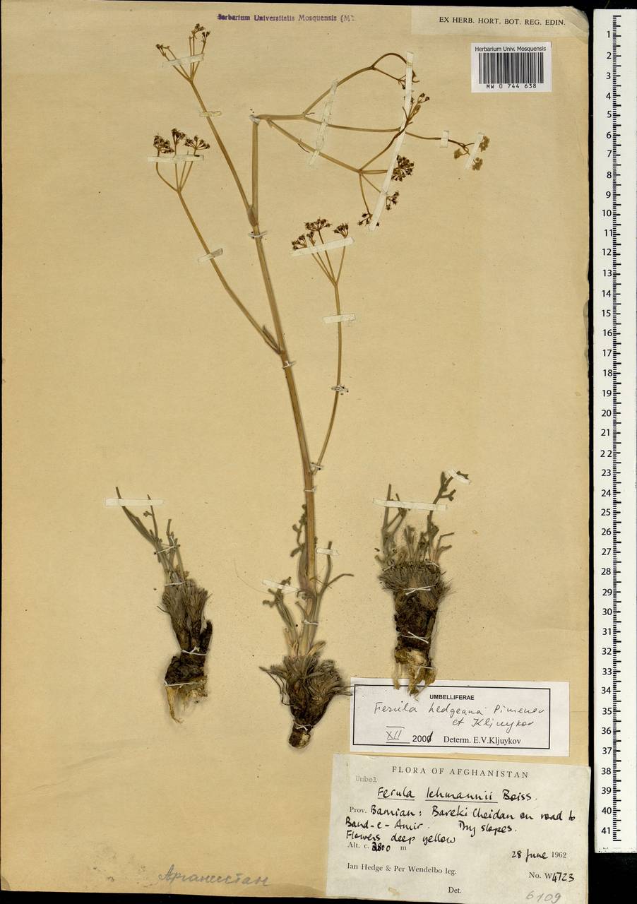 Ferula hedgeana Pimenov & Kljuykov, South Asia, South Asia (Asia outside ex-Soviet states and Mongolia) (ASIA) (Afghanistan)