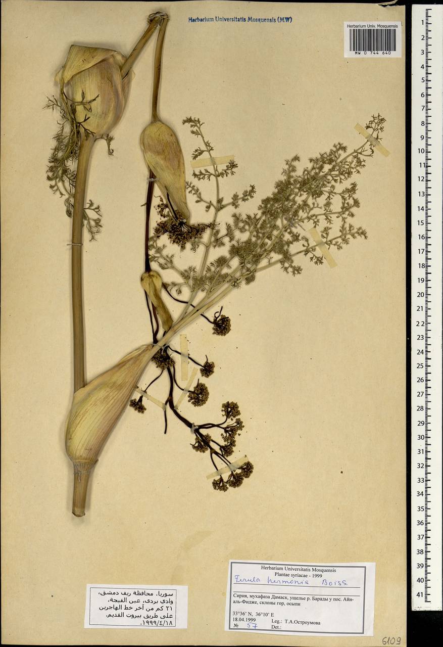 Ferula hermonis Boiss., South Asia, South Asia (Asia outside ex-Soviet states and Mongolia) (ASIA) (Syria)