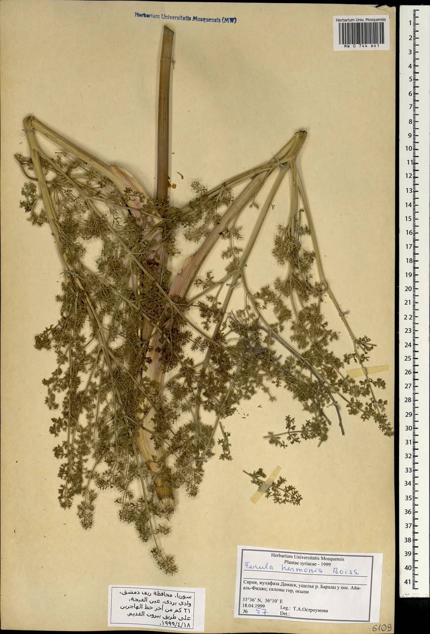 Ferula hermonis Boiss., South Asia, South Asia (Asia outside ex-Soviet states and Mongolia) (ASIA) (Syria)