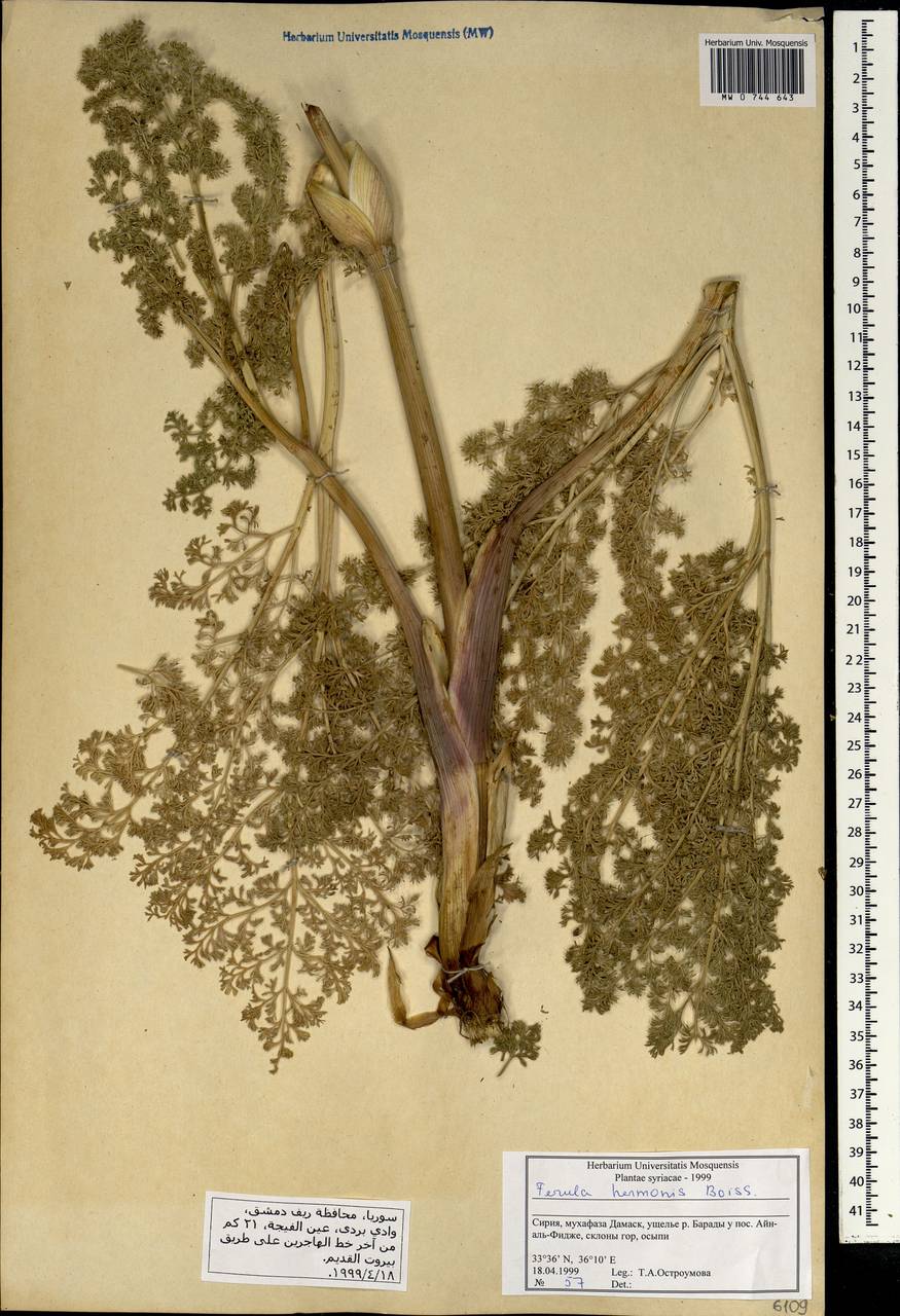 Ferula hermonis Boiss., South Asia, South Asia (Asia outside ex-Soviet states and Mongolia) (ASIA) (Syria)