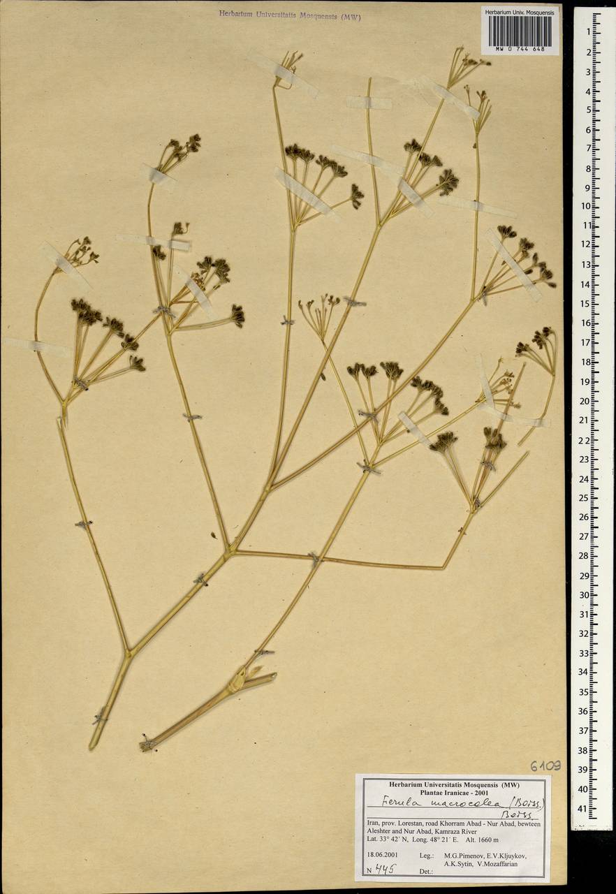 Ferula macrocolea (Boiss.) Boiss., South Asia, South Asia (Asia outside ex-Soviet states and Mongolia) (ASIA) (Iran)