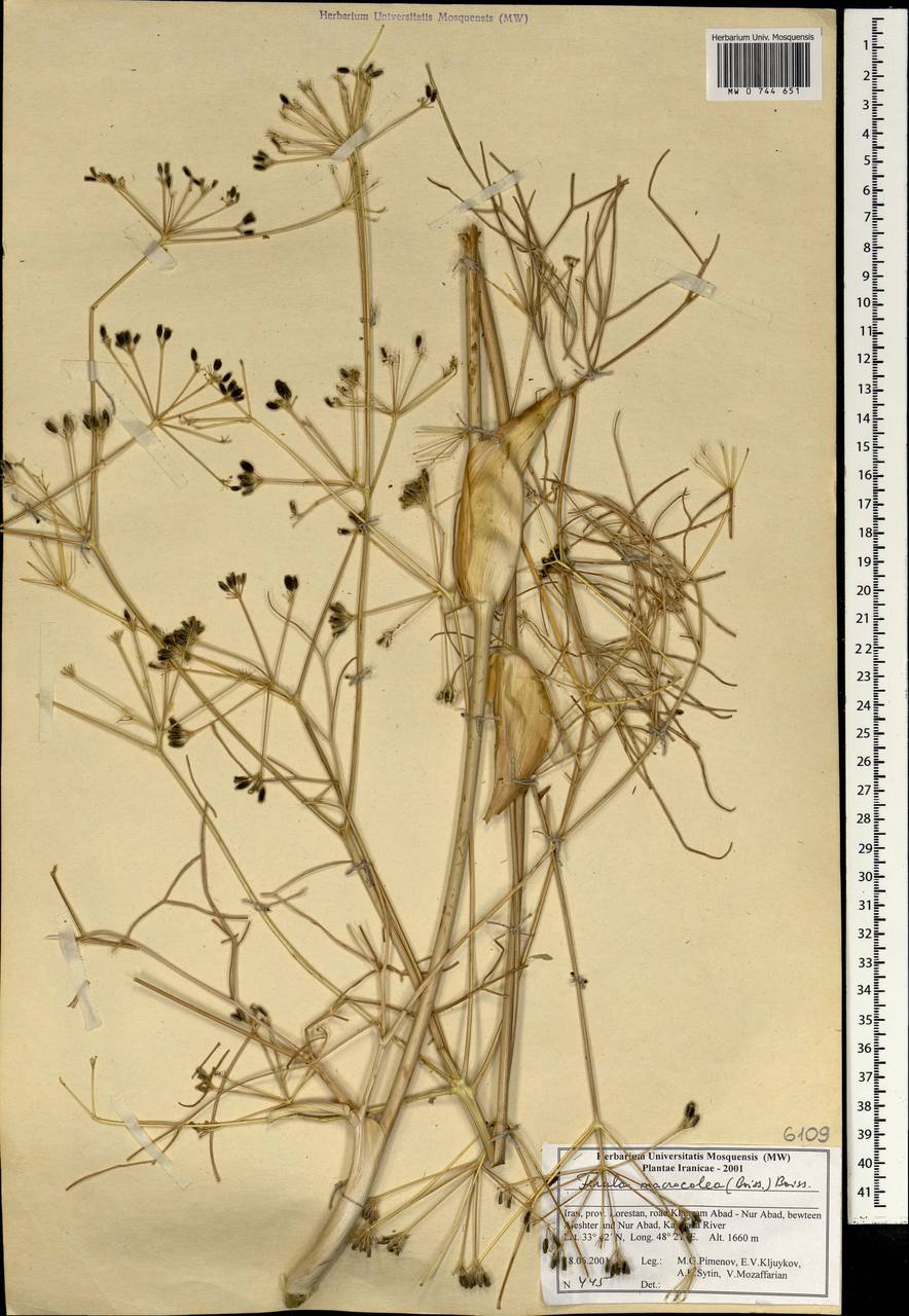 Ferula macrocolea (Boiss.) Boiss., South Asia, South Asia (Asia outside ex-Soviet states and Mongolia) (ASIA) (Iran)