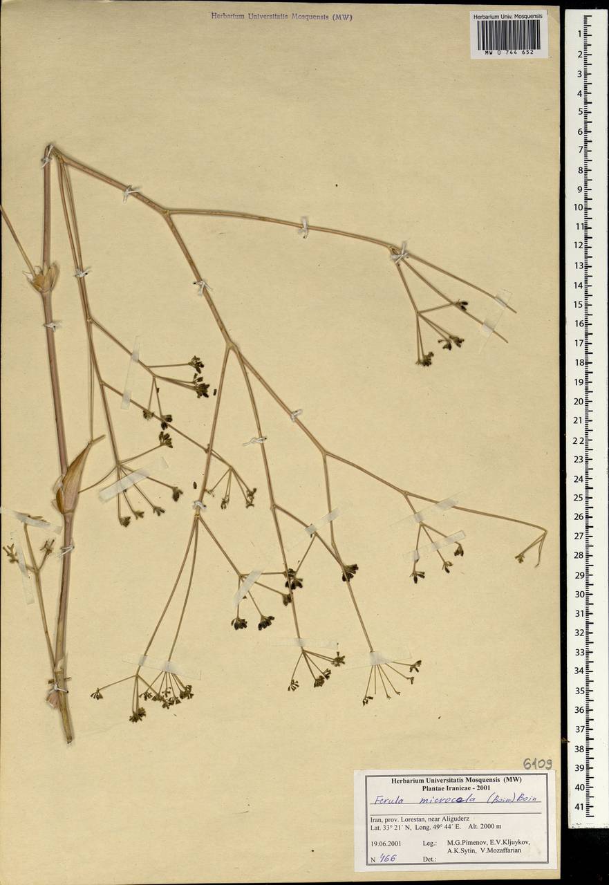 Ferula microcolea (Boiss.) Boiss., South Asia, South Asia (Asia outside ex-Soviet states and Mongolia) (ASIA) (Iran)