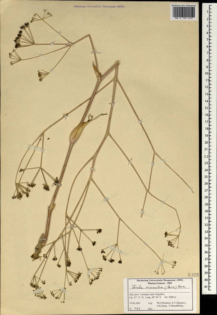 Ferula microcolea (Boiss.) Boiss., South Asia, South Asia (Asia outside ex-Soviet states and Mongolia) (ASIA) (Iran)