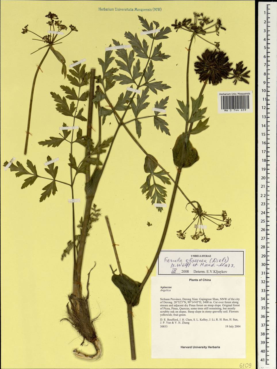 Ferula olivacea (Diels) H. Wolff ex Hand.-Mazz., South Asia, South Asia (Asia outside ex-Soviet states and Mongolia) (ASIA) (China)