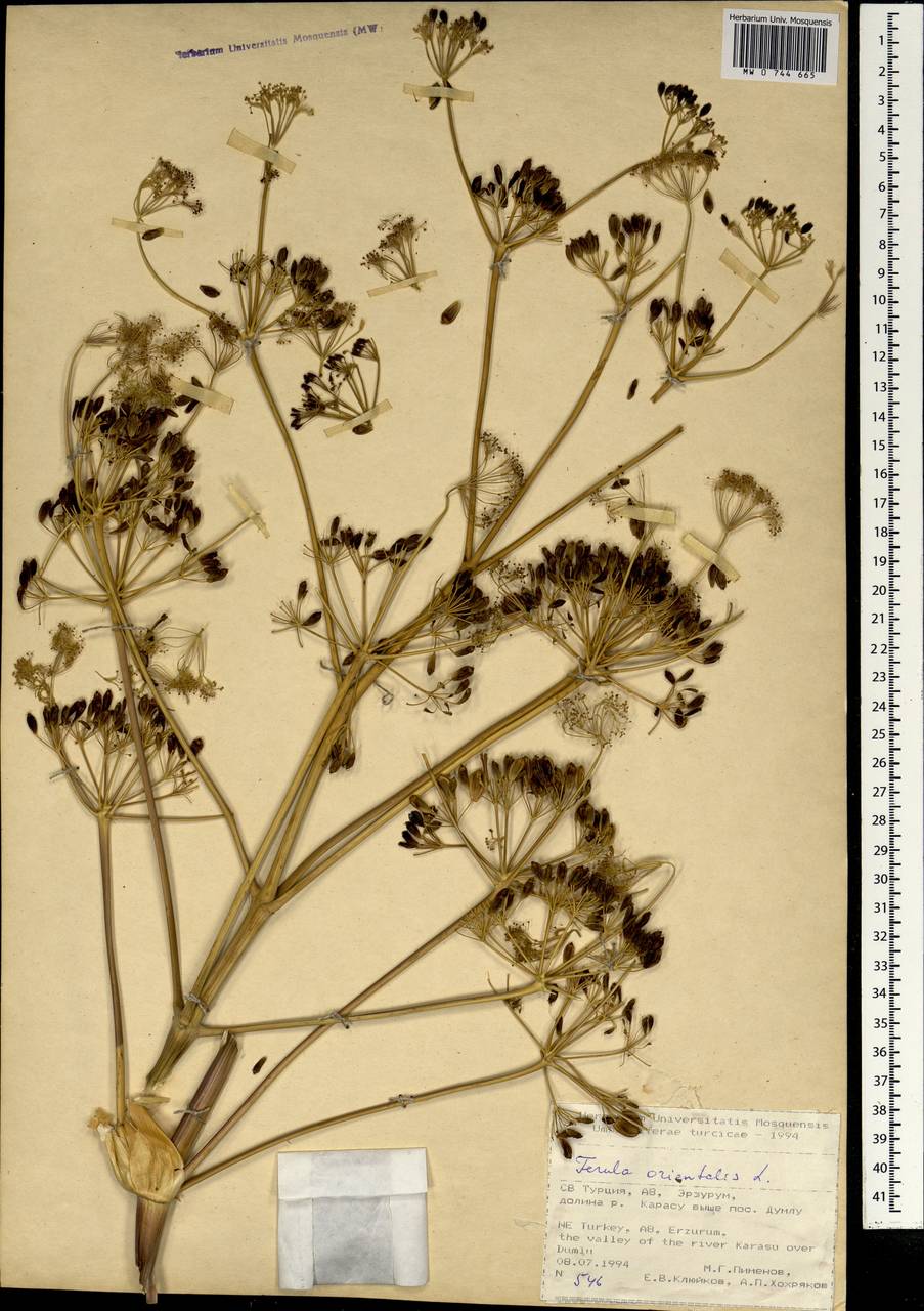 Ferula orientalis L., South Asia, South Asia (Asia outside ex-Soviet states and Mongolia) (ASIA) (Turkey)