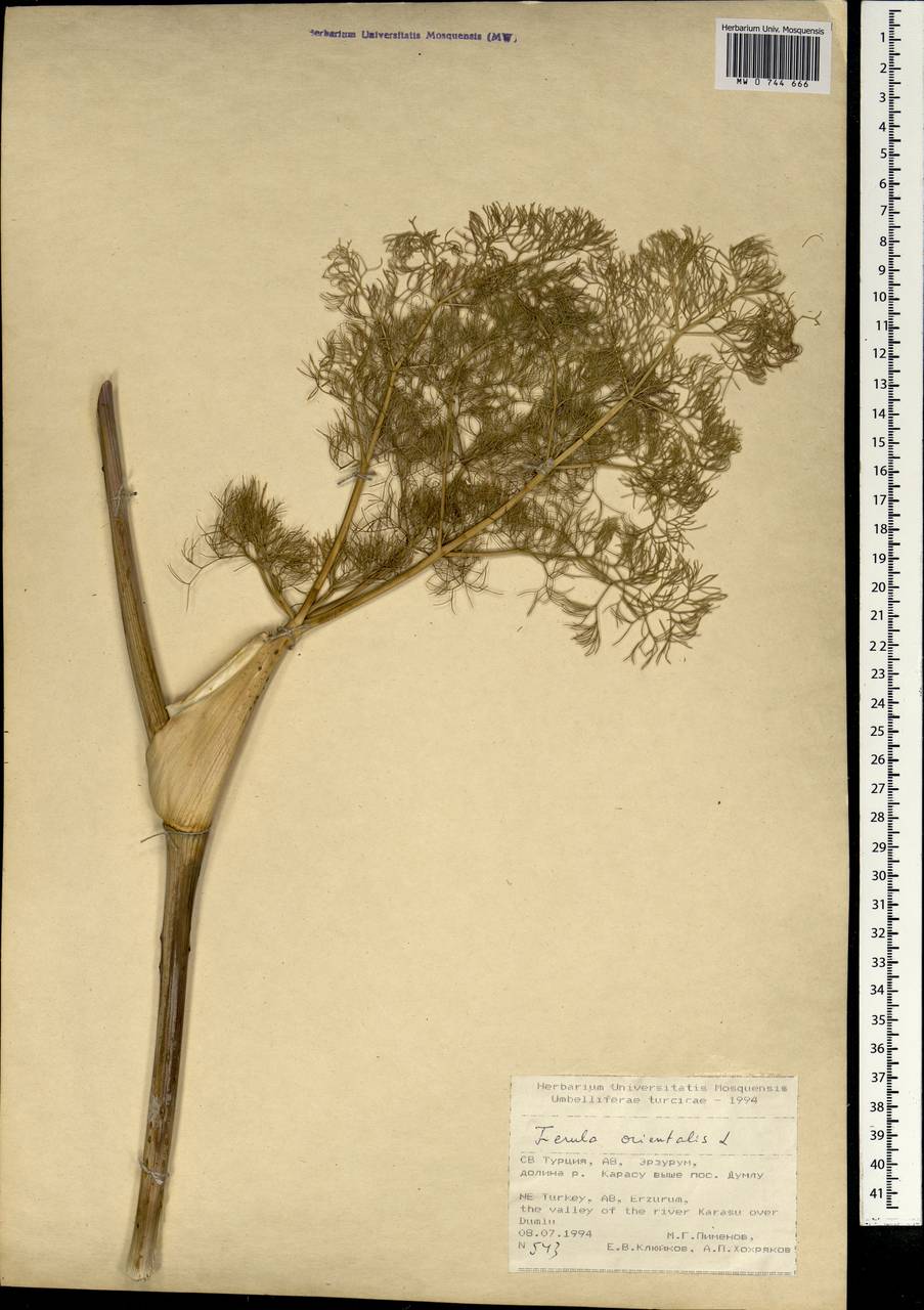 Ferula orientalis L., South Asia, South Asia (Asia outside ex-Soviet states and Mongolia) (ASIA) (Turkey)