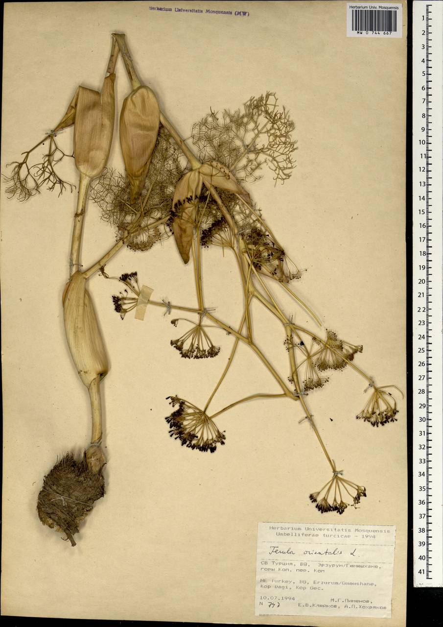 Ferula orientalis L., South Asia, South Asia (Asia outside ex-Soviet states and Mongolia) (ASIA) (Turkey)