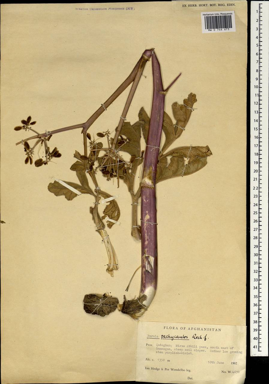 Ferula pachycaulos Rech.fil., South Asia, South Asia (Asia outside ex-Soviet states and Mongolia) (ASIA) (Afghanistan)