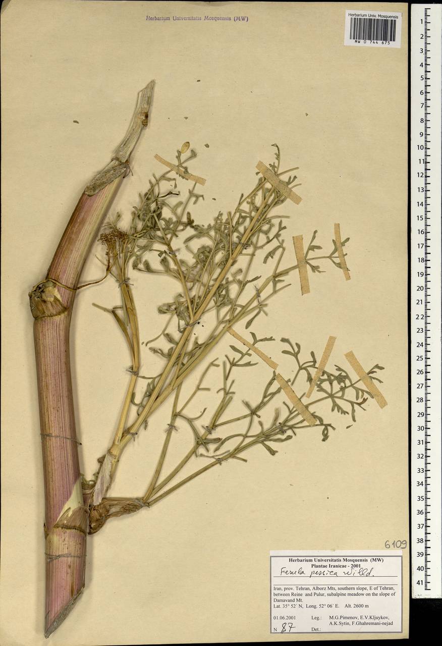 Ferula persica Willd., South Asia, South Asia (Asia outside ex-Soviet states and Mongolia) (ASIA) (Iran)