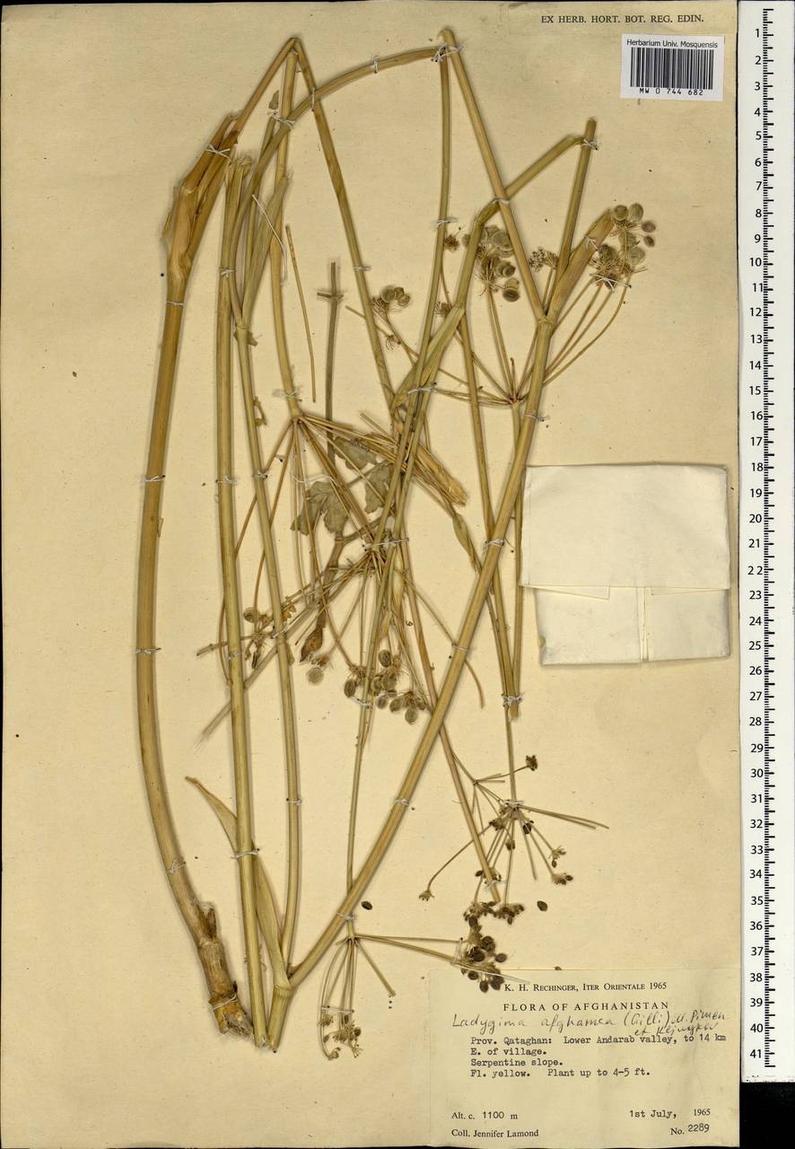 Ladyginia afghanica (Gilli) M.G. Pimenov & E.V. Kljuykov, South Asia, South Asia (Asia outside ex-Soviet states and Mongolia) (ASIA) (Afghanistan)