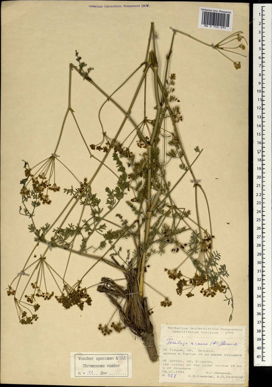 Ferulago armena (DC.) Bernardi, South Asia, South Asia (Asia outside ex-Soviet states and Mongolia) (ASIA) (Turkey)