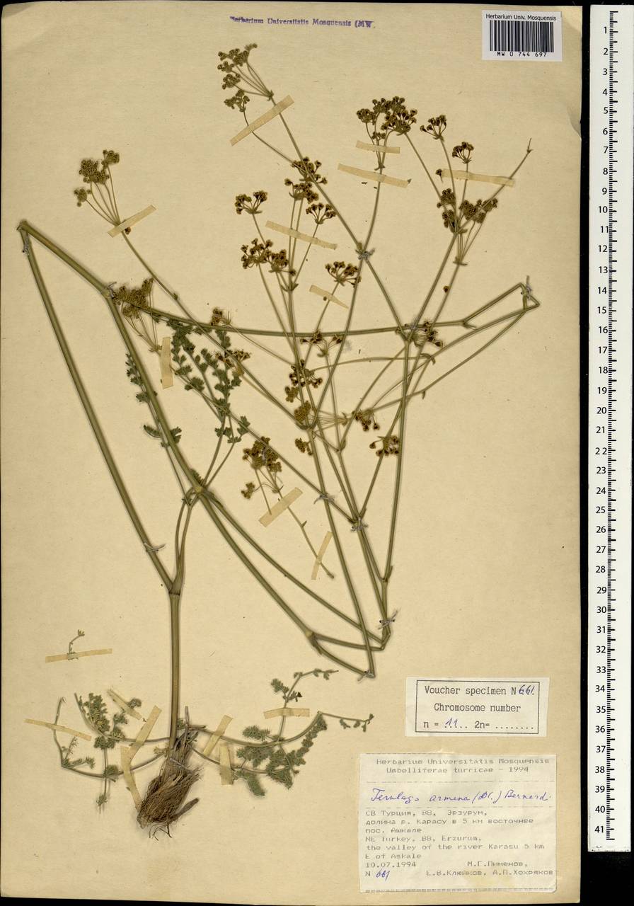 Ferulago armena (DC.) Bernardi, South Asia, South Asia (Asia outside ex-Soviet states and Mongolia) (ASIA) (Turkey)