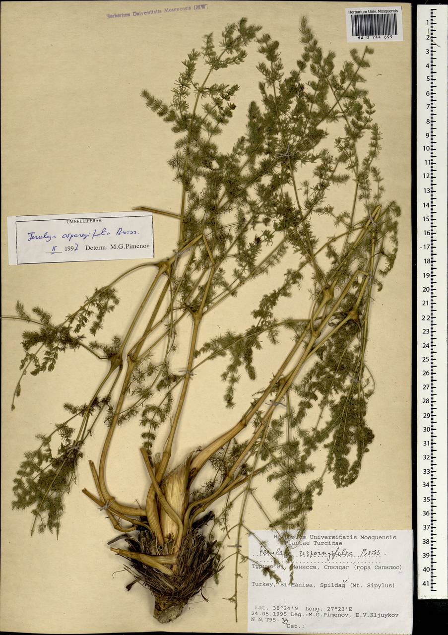 Ferulago asparagifolia Boiss., South Asia, South Asia (Asia outside ex-Soviet states and Mongolia) (ASIA) (Turkey)