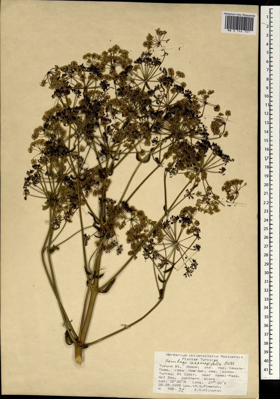 Ferulago asparagifolia Boiss., South Asia, South Asia (Asia outside ex-Soviet states and Mongolia) (ASIA) (Turkey)