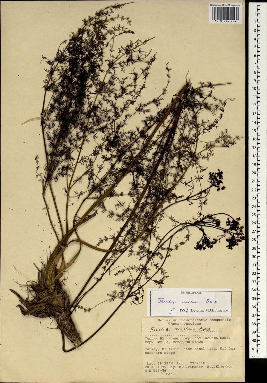 Ferulago aucheri Boiss., South Asia, South Asia (Asia outside ex-Soviet states and Mongolia) (ASIA) (Turkey)