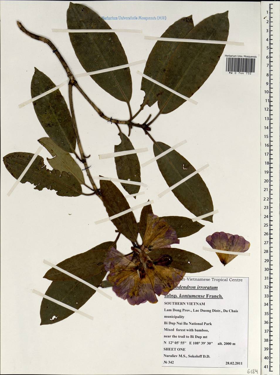 Rhododendron irroratum subsp. kontumense (Sleumer) Chamb., South Asia, South Asia (Asia outside ex-Soviet states and Mongolia) (ASIA) (Vietnam)
