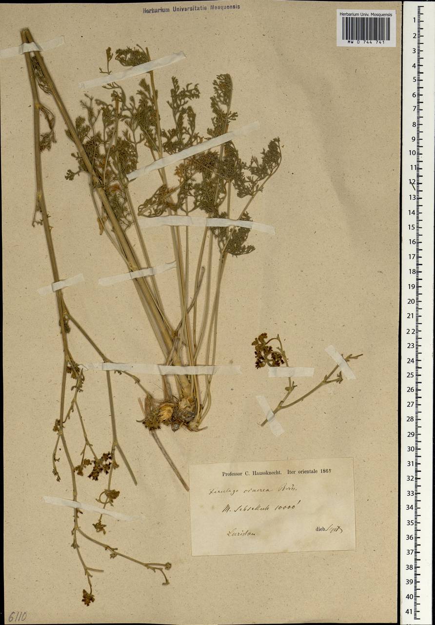 Echinophora cinerea (Boiss.) Hedge & Lamond, South Asia, South Asia (Asia outside ex-Soviet states and Mongolia) (ASIA) (Iran)