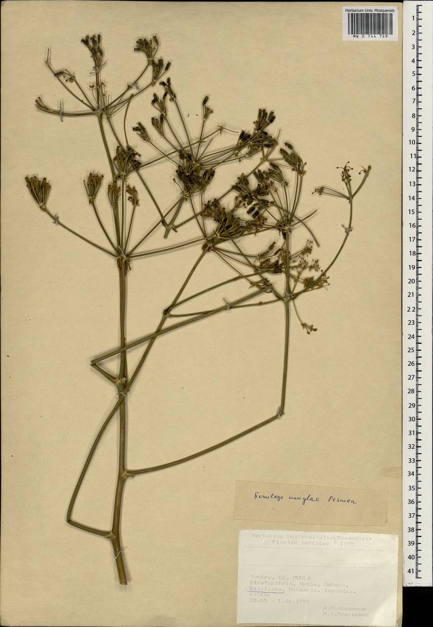 Ferulago mughlae Pesmen, South Asia, South Asia (Asia outside ex-Soviet states and Mongolia) (ASIA) (Turkey)