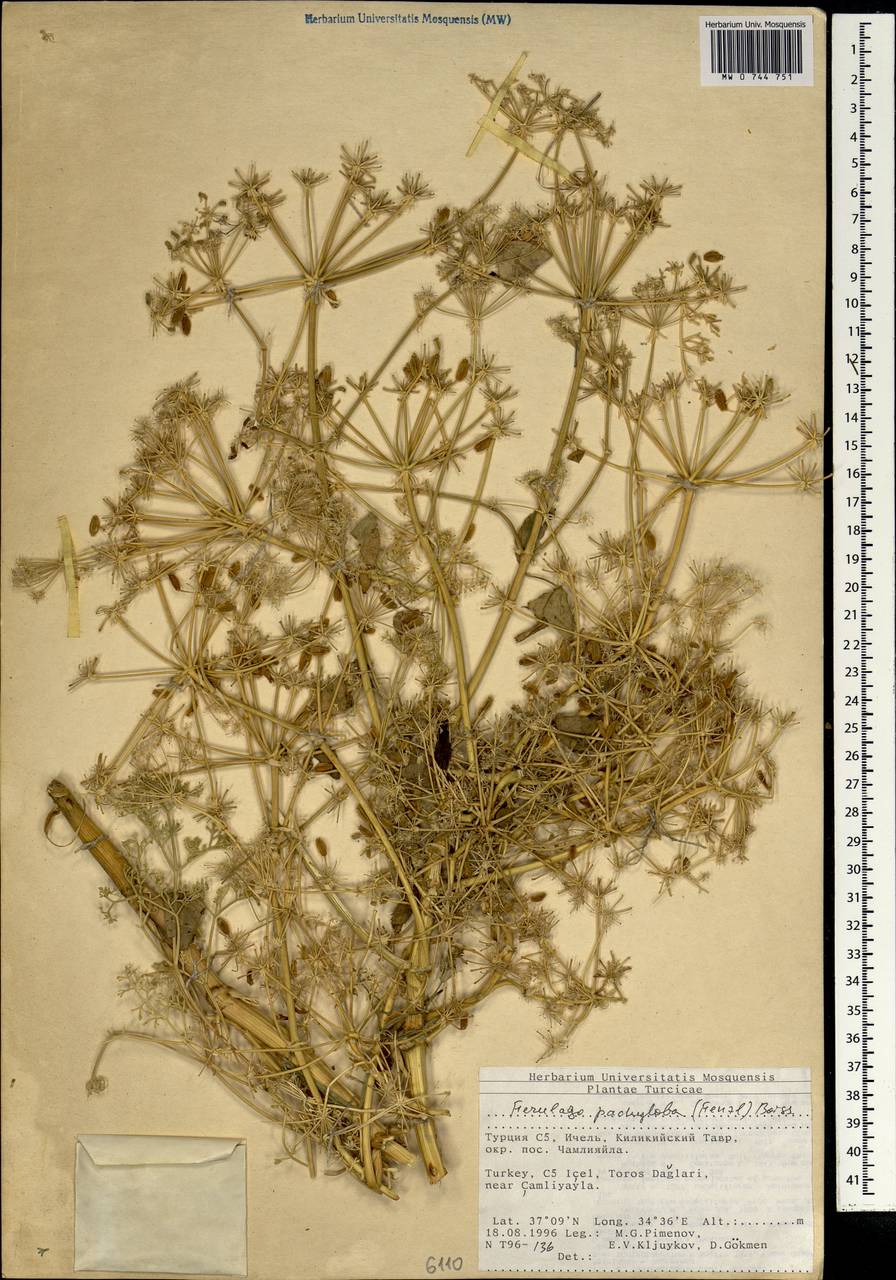 Ferulago pachyloba (Fenzl) Boiss., South Asia, South Asia (Asia outside ex-Soviet states and Mongolia) (ASIA) (Turkey)