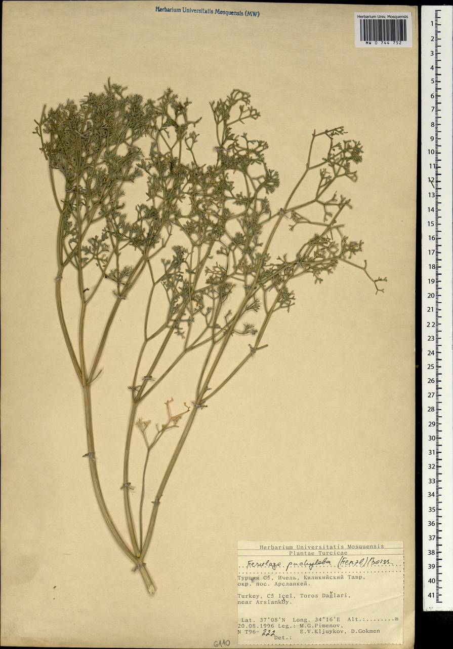 Ferulago pachyloba (Fenzl) Boiss., South Asia, South Asia (Asia outside ex-Soviet states and Mongolia) (ASIA) (Turkey)