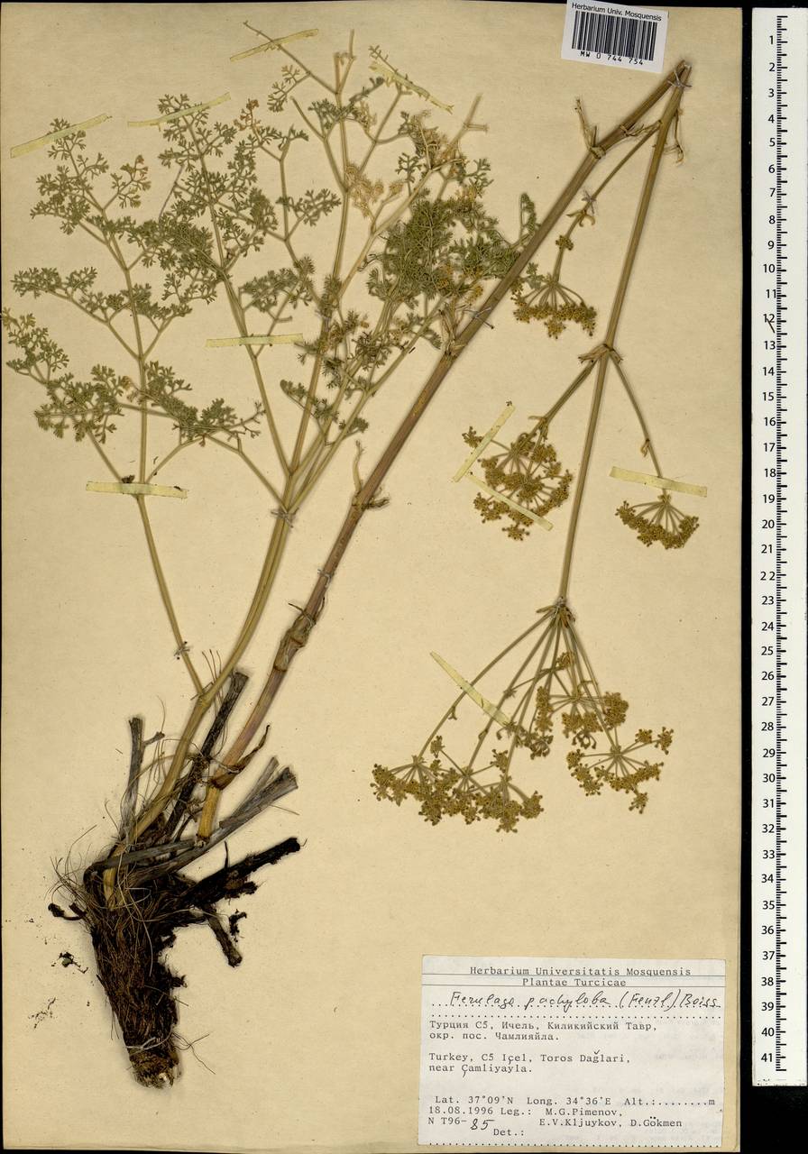 Ferulago pachyloba (Fenzl) Boiss., South Asia, South Asia (Asia outside ex-Soviet states and Mongolia) (ASIA) (Turkey)