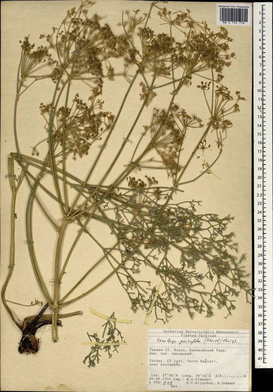 Ferulago pachyloba (Fenzl) Boiss., South Asia, South Asia (Asia outside ex-Soviet states and Mongolia) (ASIA) (Turkey)