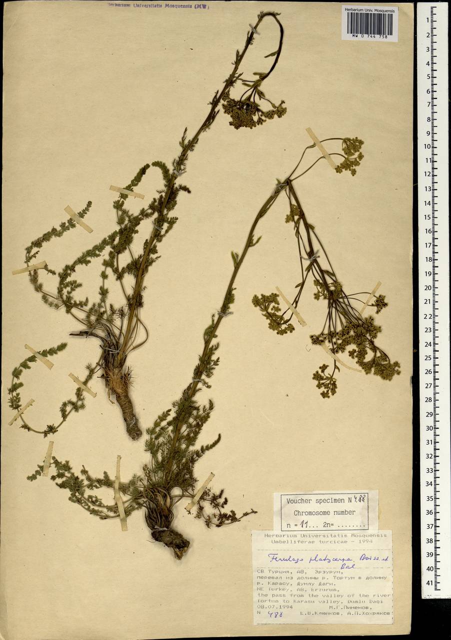 Ferulago platycarpa Boiss. & Balansa, South Asia, South Asia (Asia outside ex-Soviet states and Mongolia) (ASIA) (Turkey)