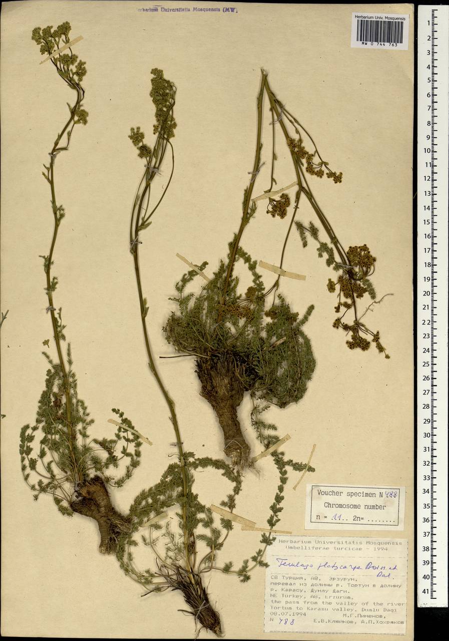 Ferulago platycarpa Boiss. & Balansa, South Asia, South Asia (Asia outside ex-Soviet states and Mongolia) (ASIA) (Turkey)