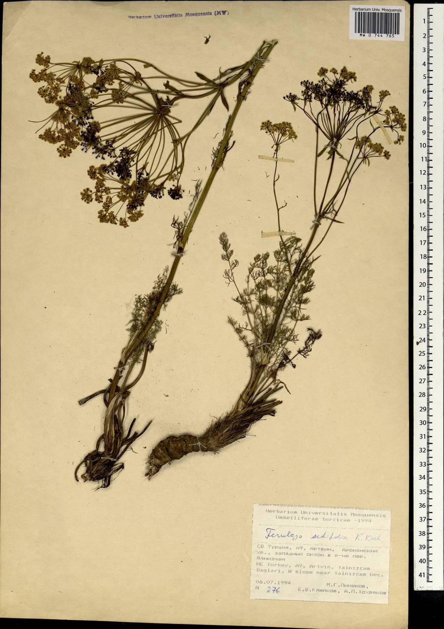 Ferulago setifolia K. Koch, South Asia, South Asia (Asia outside ex-Soviet states and Mongolia) (ASIA) (Turkey)