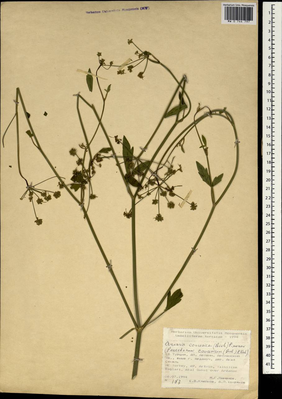 Dichoropetalum caucasicum (M.Bieb.) Soldano, Galasso & Banfi, South Asia, South Asia (Asia outside ex-Soviet states and Mongolia) (ASIA) (Turkey)