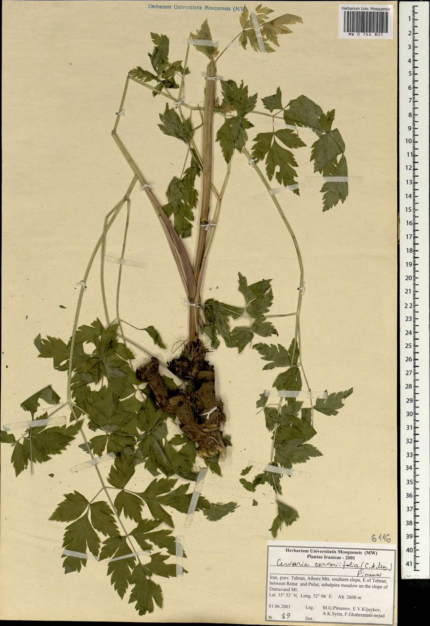 Cervaria cervariifolia (C.A.Mey.) Pimenov, South Asia, South Asia (Asia outside ex-Soviet states and Mongolia) (ASIA) (Iran)