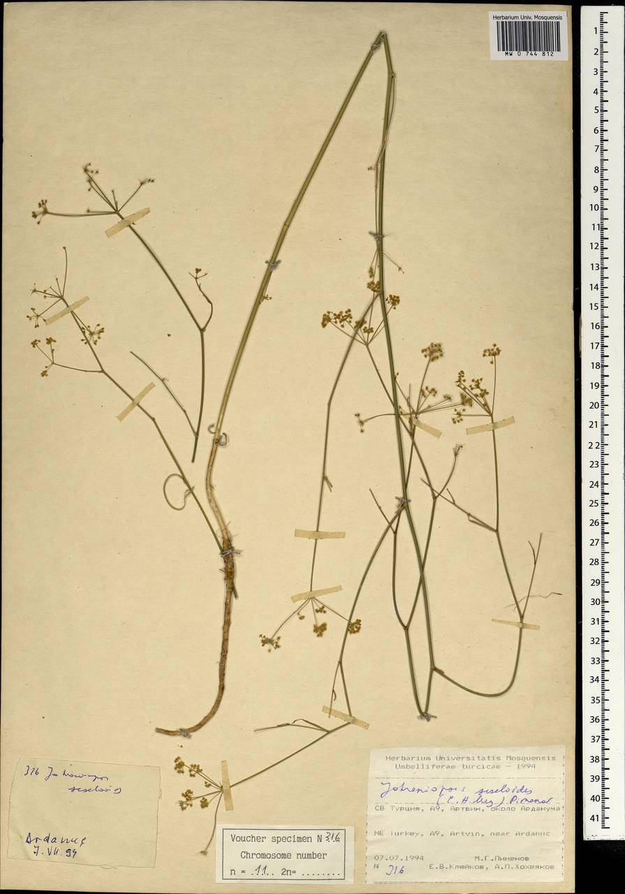Dichoropetalum seseloides (C.A.Mey.) Pimenov & Kljuykov, South Asia, South Asia (Asia outside ex-Soviet states and Mongolia) (ASIA) (Turkey)
