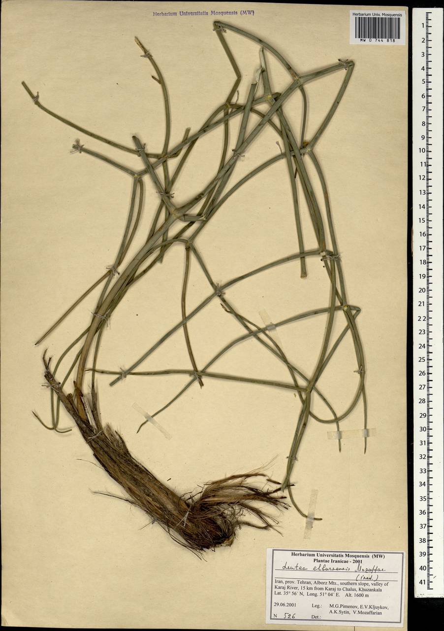 Ferula elbursensis (Mozaff.) Spalik & S.R.Downie, South Asia, South Asia (Asia outside ex-Soviet states and Mongolia) (ASIA) (Iran)