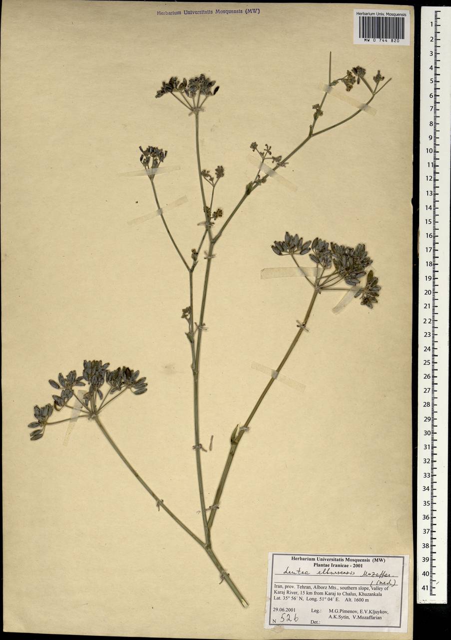 Ferula elbursensis (Mozaff.) Spalik & S.R.Downie, South Asia, South Asia (Asia outside ex-Soviet states and Mongolia) (ASIA) (Iran)
