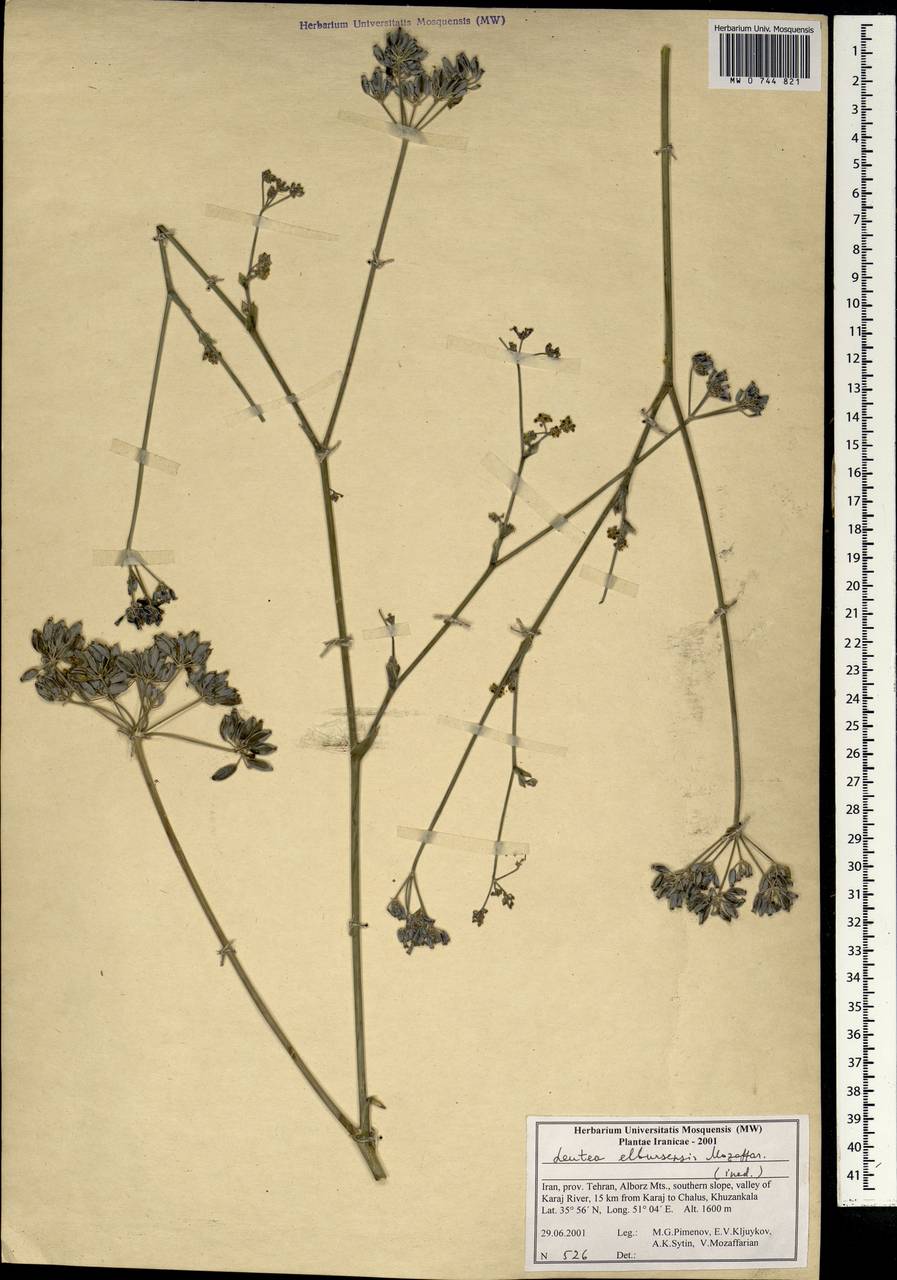 Ferula elbursensis (Mozaff.) Spalik & S.R.Downie, South Asia, South Asia (Asia outside ex-Soviet states and Mongolia) (ASIA) (Iran)