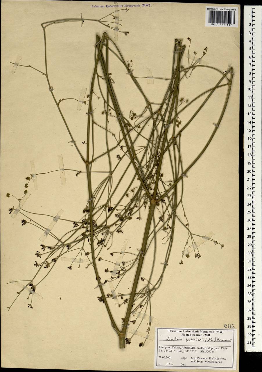 Leutea petiolaris (DC.) Pimenov, South Asia, South Asia (Asia outside ex-Soviet states and Mongolia) (ASIA) (Iran)