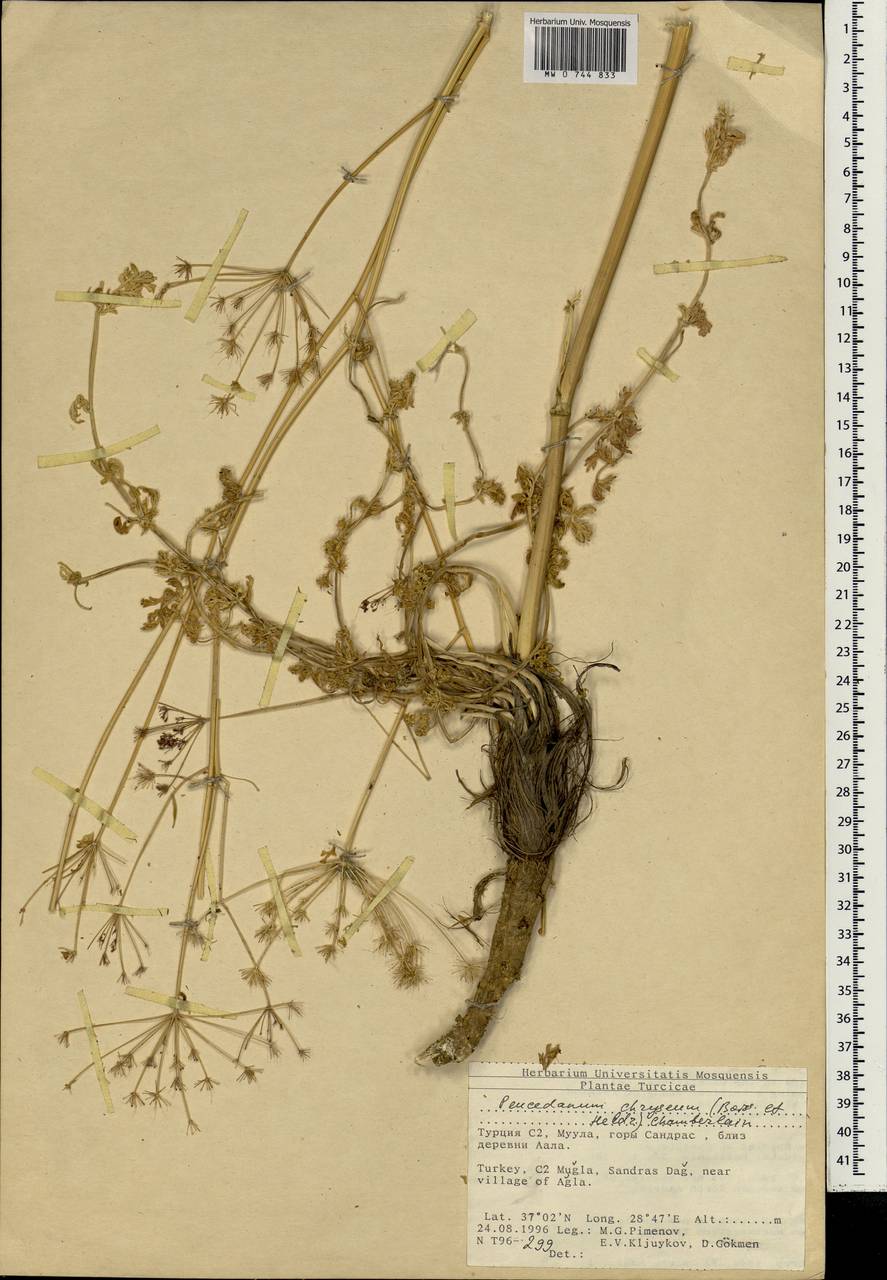 Dichoropetalum chryseum (Boiss. & Heldr.) Pimenov & Kljuykov, South Asia, South Asia (Asia outside ex-Soviet states and Mongolia) (ASIA) (Turkey)