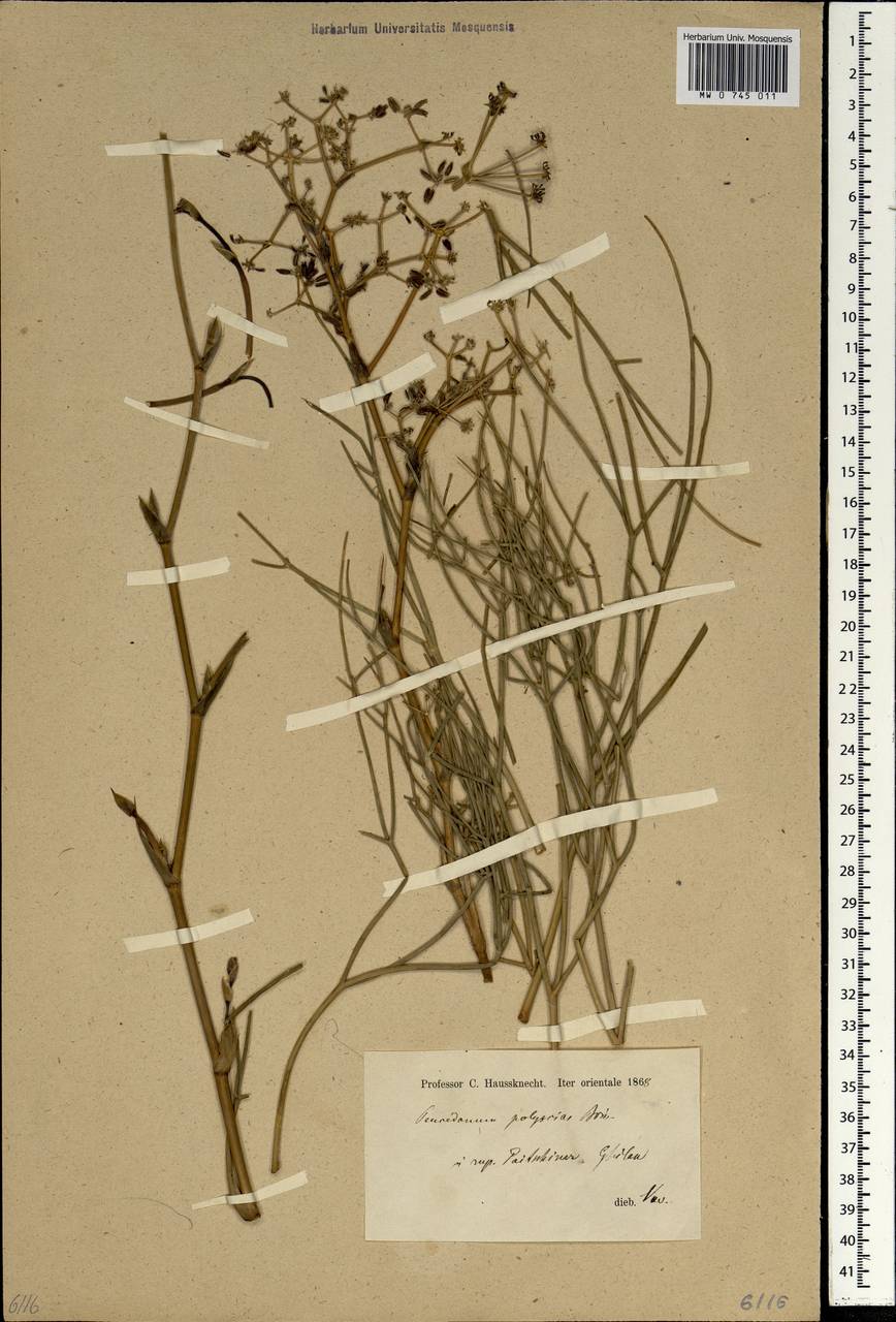 Leutea polyscias (Boiss.) Pimenov, South Asia, South Asia (Asia outside ex-Soviet states and Mongolia) (ASIA) (Iran)