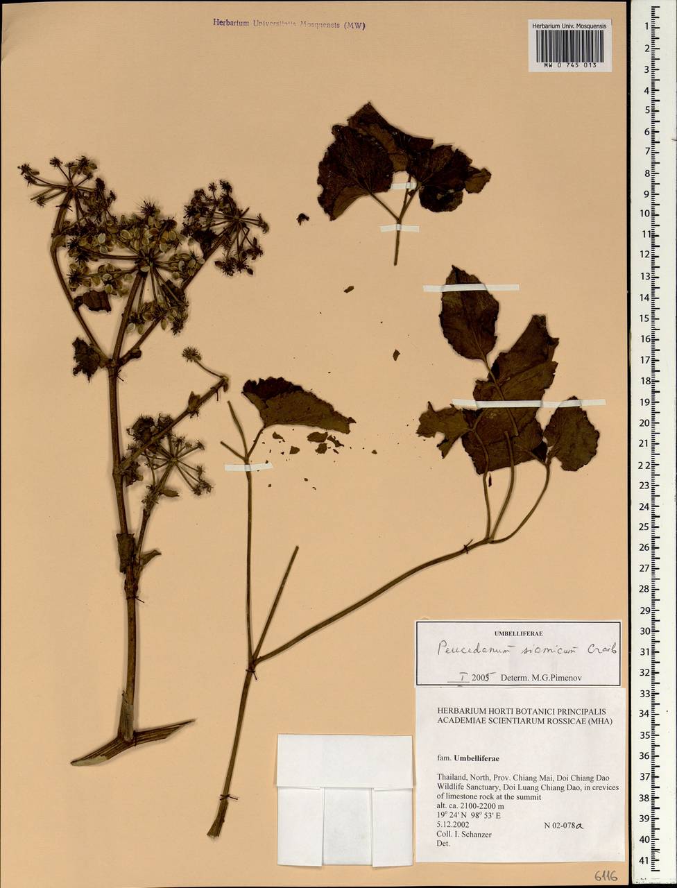 Peucedanum siamicum Craib, South Asia, South Asia (Asia outside ex-Soviet states and Mongolia) (ASIA) (Thailand)