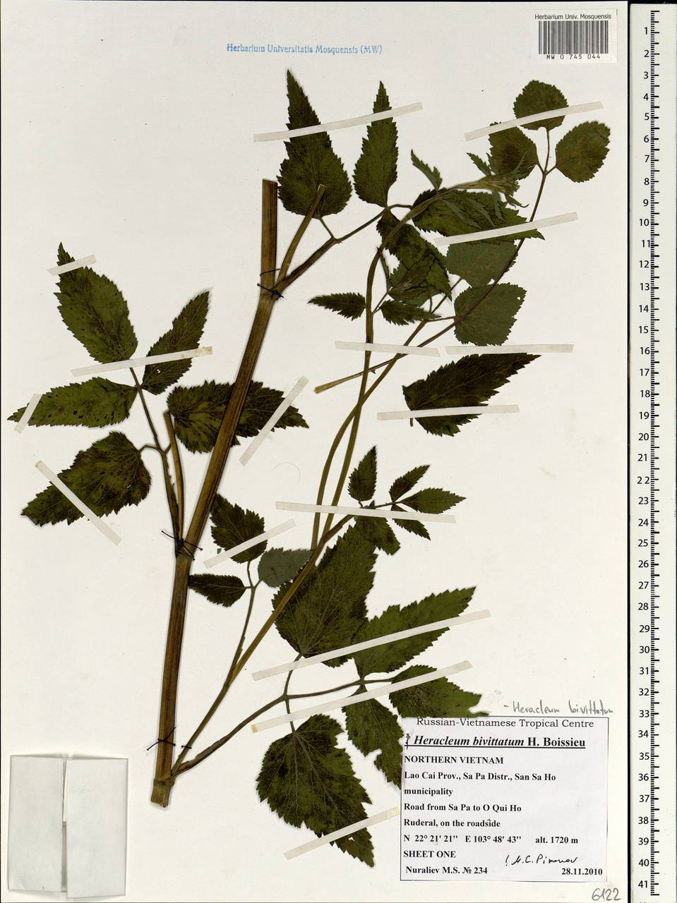 Tetrataenium bivittatum (C. B. Clarke) Manden., South Asia, South Asia (Asia outside ex-Soviet states and Mongolia) (ASIA) (Vietnam)