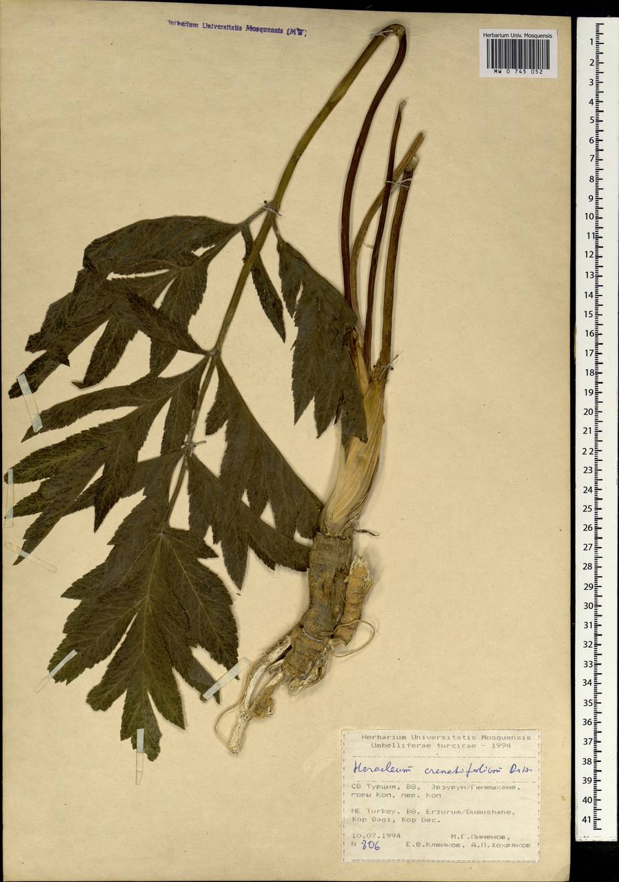 Heracleum crenatifolium Boiss., South Asia, South Asia (Asia outside ex-Soviet states and Mongolia) (ASIA) (Turkey)