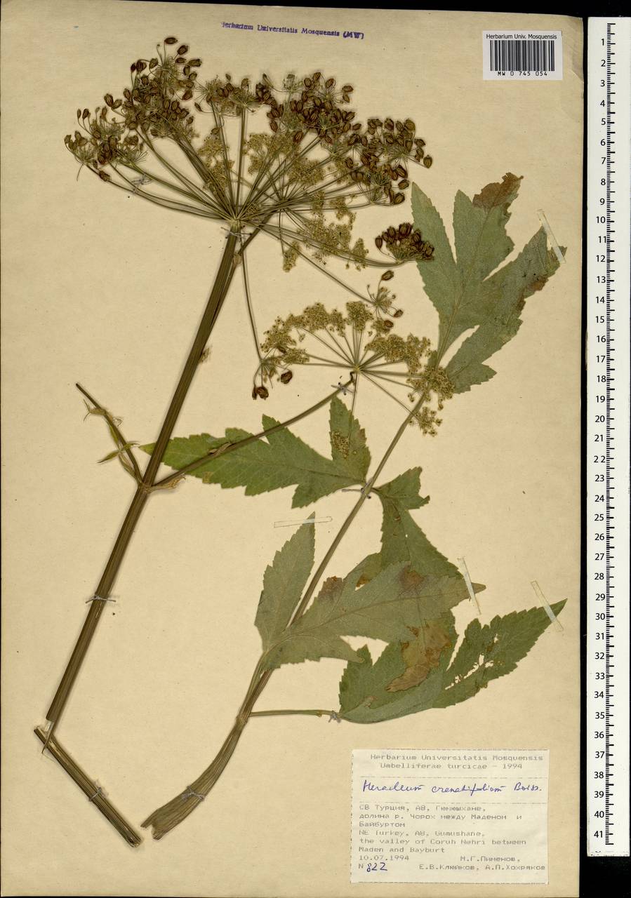 Heracleum crenatifolium Boiss., South Asia, South Asia (Asia outside ex-Soviet states and Mongolia) (ASIA) (Turkey)