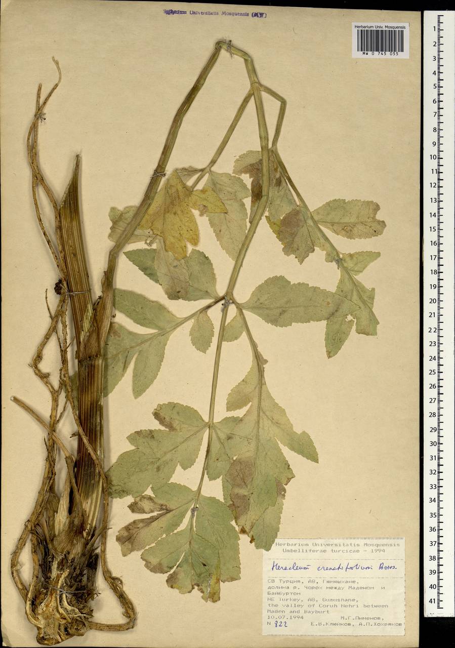 Heracleum crenatifolium Boiss., South Asia, South Asia (Asia outside ex-Soviet states and Mongolia) (ASIA) (Turkey)