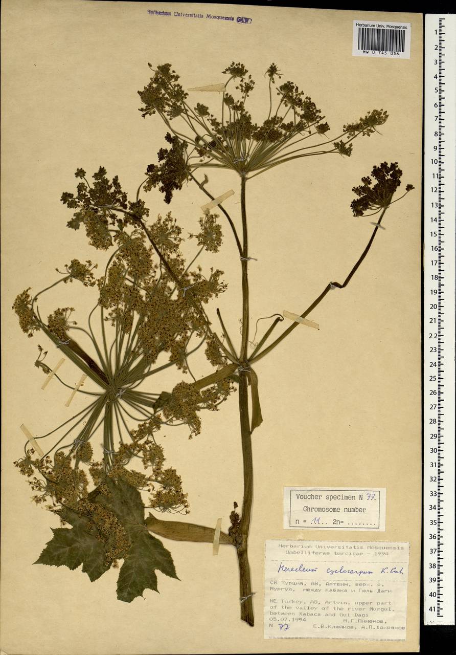 Heracleum cyclocarpum K.Koch, South Asia, South Asia (Asia outside ex-Soviet states and Mongolia) (ASIA) (Turkey)