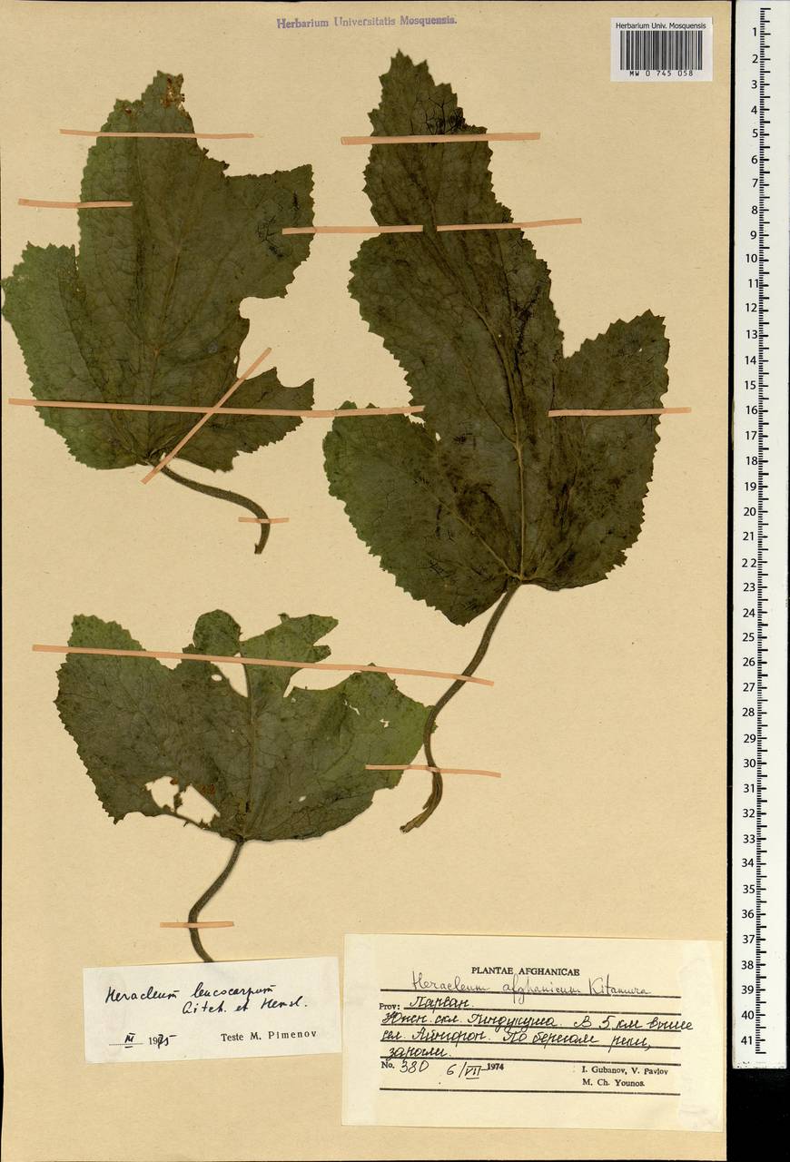 Tetrataenium leucocarpum (Aitch. & Hemsl.) Manden., South Asia, South Asia (Asia outside ex-Soviet states and Mongolia) (ASIA) (Afghanistan)