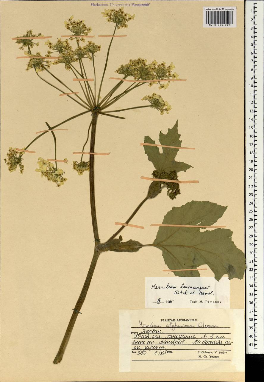 Tetrataenium leucocarpum (Aitch. & Hemsl.) Manden., South Asia, South Asia (Asia outside ex-Soviet states and Mongolia) (ASIA) (Afghanistan)