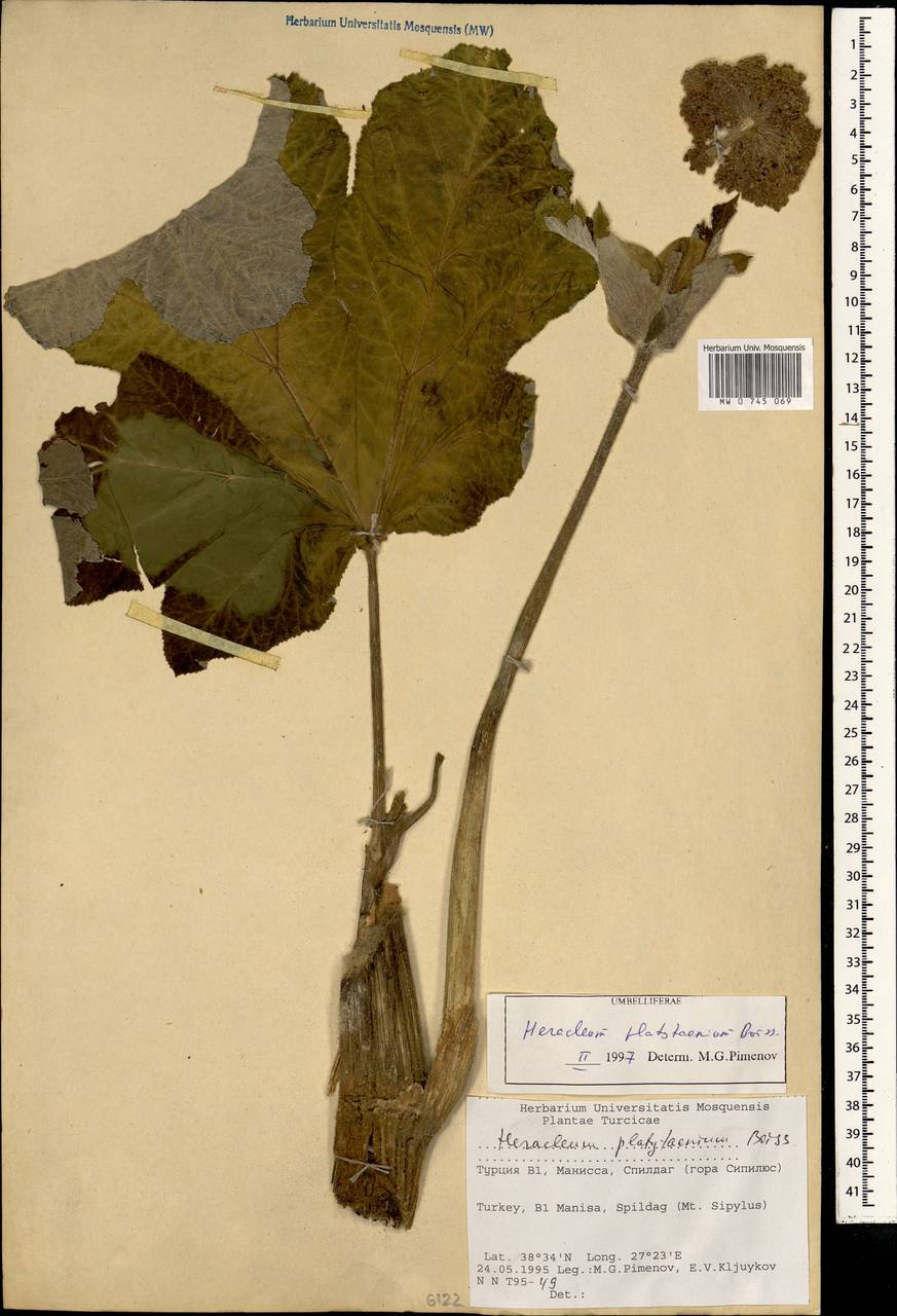 Heracleum platytaenium Boiss., South Asia, South Asia (Asia outside ex-Soviet states and Mongolia) (ASIA) (Turkey)